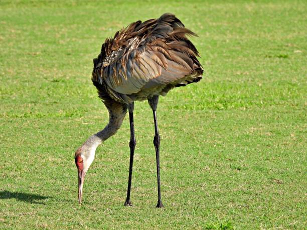 istock Sandhill Crane (Grus Canadensis) foraging in the grass 1266806372
