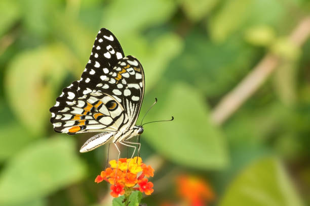 mariposa de lima común (papilio demoleus) - lime butterfly fotografías e imágenes de stock