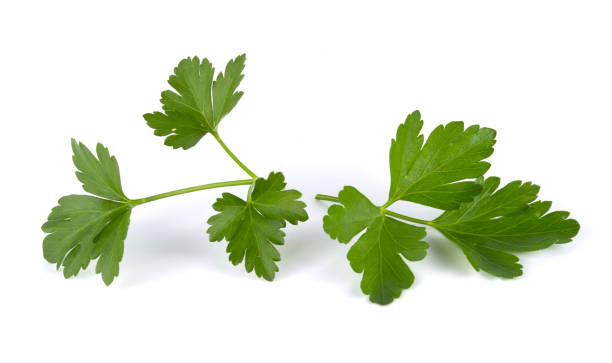 istock Green parsley bunch isolated on white background 1266808520