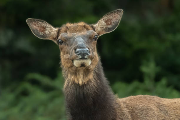 A close shot of the head of a wild female elk looking quizzically at the camera.