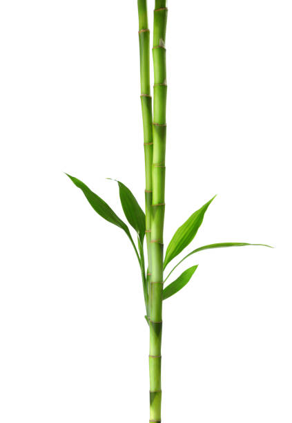 istock Two branches of Bamboo isolated on white background. 1266808810