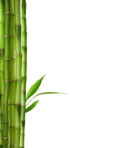 istock Branches  of  Bamboo isolated on white background. 1266808812