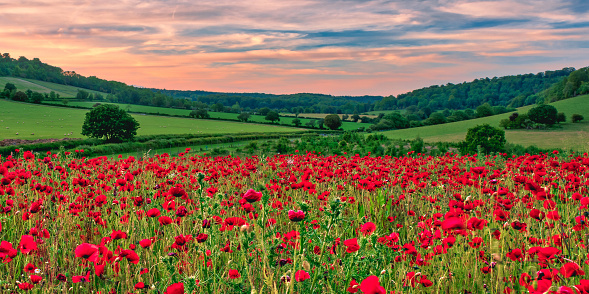 Panoramic shot of a poppy field and green English countryside at sunset