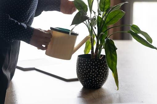 Close up young mixed race businesswoman holding pot, watering indoors plants in office. Careful indian woman taking care of green domestic flowers, enriching ground, making comfort at workplace.