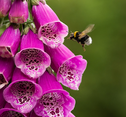 A bumblebee flies towards the flowers of a pink foxglove
