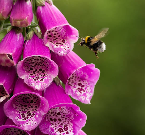 Foxgloves attracting a bumblebee A bumblebee flies towards the flowers of a pink foxglove foxglove photos stock pictures, royalty-free photos & images