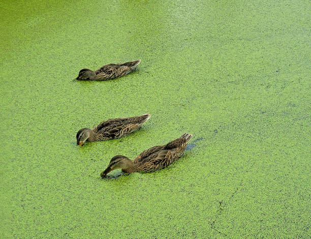 mallard ducks feeding on duckweed