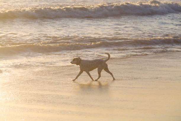 istock Dog running at Huntington beach during sunset 1266809967