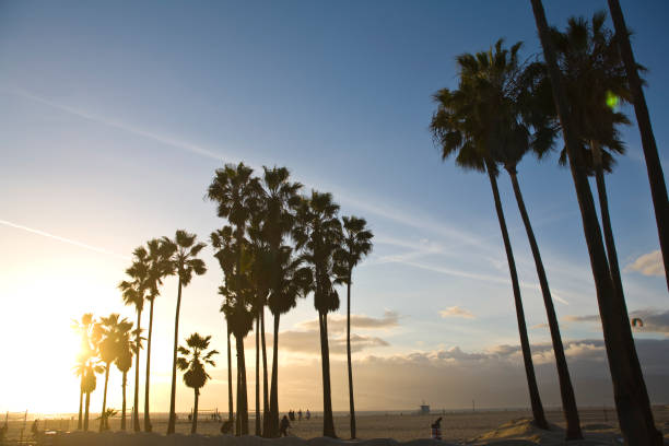 istock Palm trees at sunset at Santa Monica, CA 1266809968