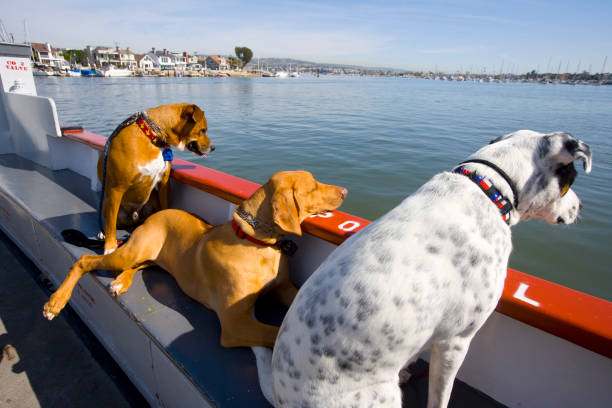 犬はバルボア島、カリフォルニア州にフェリーニューポートに乗ります - balboa island ferry ストックフォトと画像