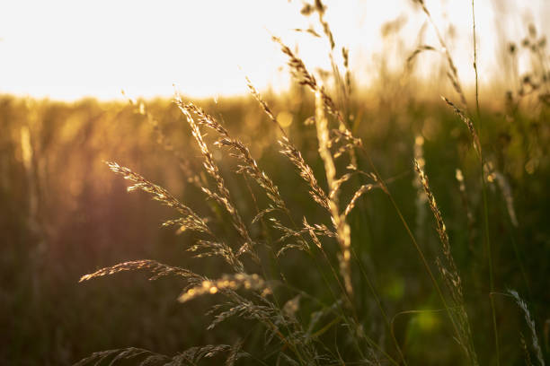 istock Sunset over field - rural landscape 1266810079