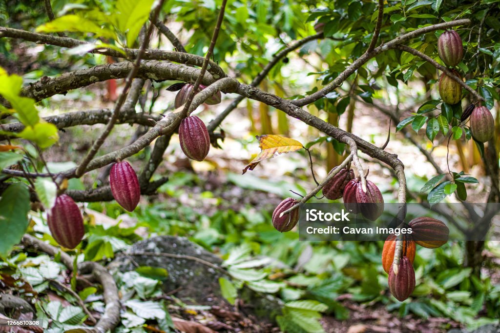 Red Cocoa / cacao tree in a cocoa plantation, Caribbean Red Cocoa / cacao tree in a cocoa plantation, Caribbean in Grenville, Saint Andrew, Grenada Agriculture Stock Photo