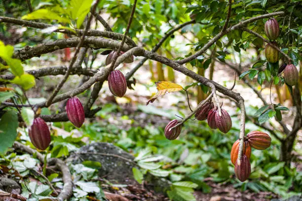 Red Cocoa / cacao tree in a cocoa plantation, Caribbean in Grenville, Saint Andrew, Grenada