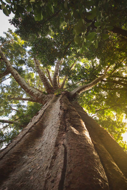 istock Looking up to a big tree with big branches in a forest 1266810370