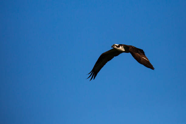 istock Osprey (Pandion haliaetus) flying in a blue sky in the springtim 1266810423