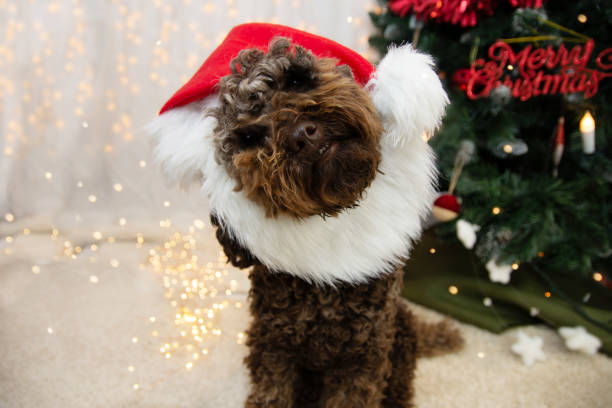 840+ Poodle Santa Stock Photos, Pictures & Royalty-Free Images - iStock