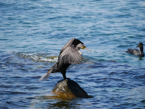 Double-crested Cormorant (Phalacrocorax auritus) on a rock in the sea. Handheld video.