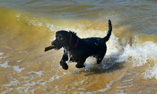 Black and white spaniel puppy in the sea with waves and stick