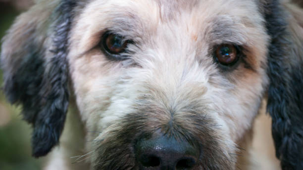 istock Dog in the woods 1266812149
