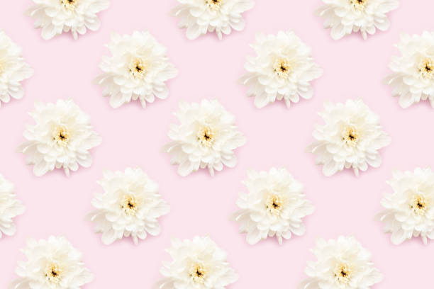 istock Chrysanthemum flowers pattern on a pink background. 1266812270