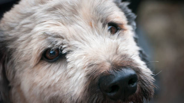 istock Dog in the yard 1266812442
