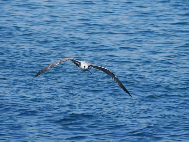 istock Seagull Over The Sea 1266813344