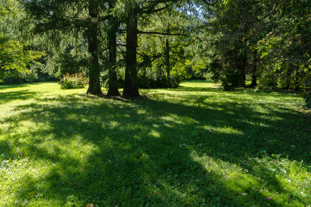 Quiet green summer park without people on a sunny warm day. Trees and well-groomed grass