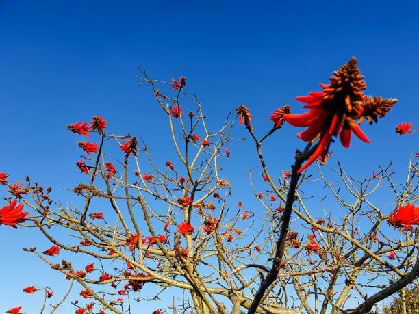 istock Image of a Erythrina lysistemon hutch also called lucky bean tree or common coral tree 1266813512