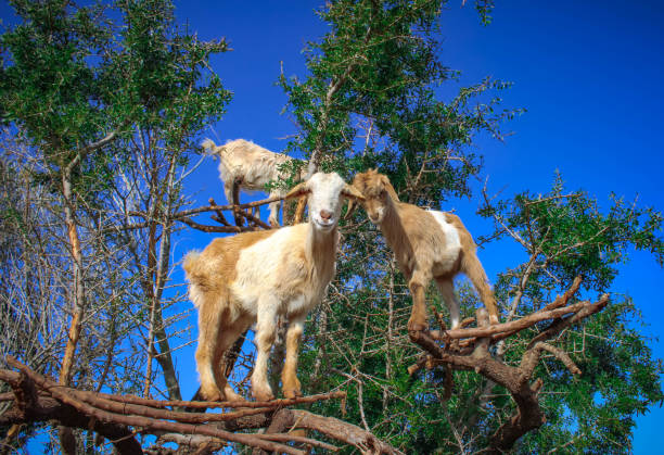 Argan trees with goats, argan oil