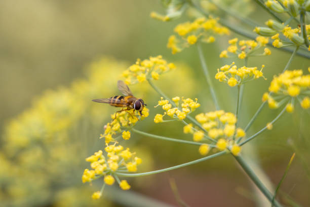 Hoverfly on a Yellow Fennel Flower in Summer
