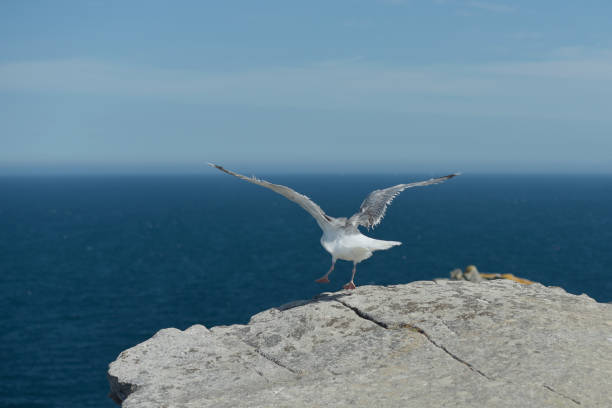 istock Point of the Raz flying brown gull 1266814940