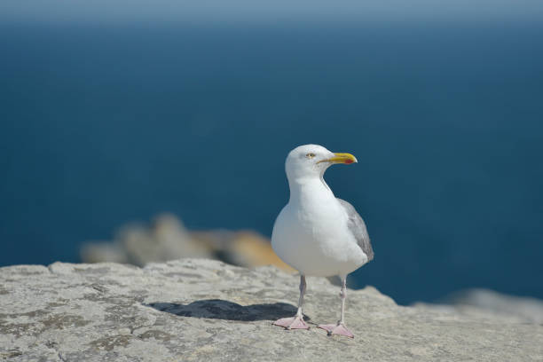 istock Point of the Brown Gull Raz 1266814964