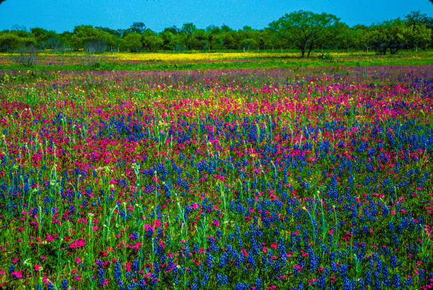 istock Texas wildflowers bluebonnets oak tree in meadow landscape 1266816149