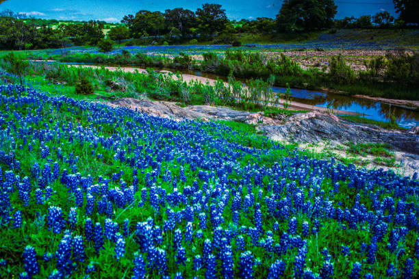 istock Texas bluebonnet wildflower rock creek bed 1266816259