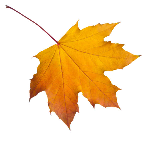 istock Autumn orange Maple leaf isolated on white background. 1266816457
