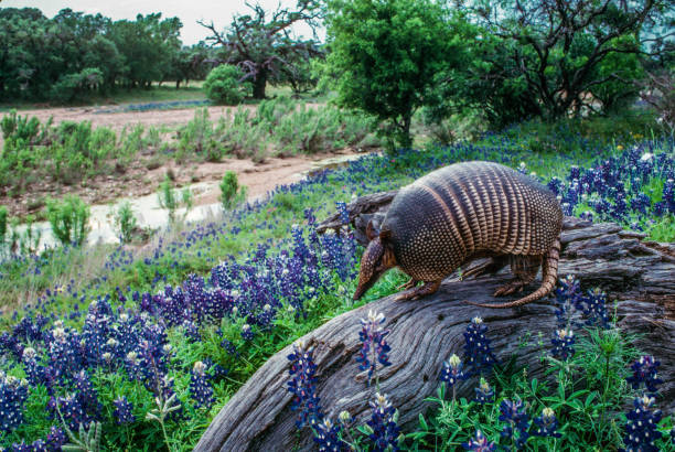 Texas armadillo on log over looking Texas bluebonnet wildflower meadow creek and trees armadillo crossing log in Texas bluebonnet wildflower field going to the river armadillo stock pictures, royalty-free photos & images