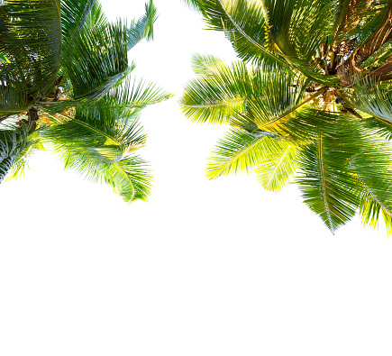 Two Coconut palm trees isolated on white background. Low Angle View.