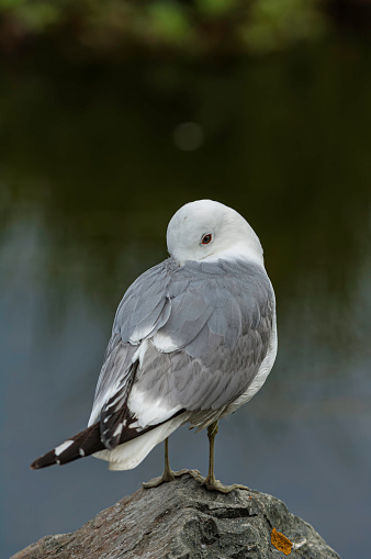 Mew Gull, Larus canus, Potter Marsh, Anchorage, Alaska, Family Laridae, white and gray bird.