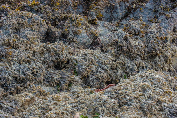 The spawn of Pacific Herring on algae at tideline in Sitka Sound spawning grounds, Alaska. Pacific herring eggs covering the rocks and algae.