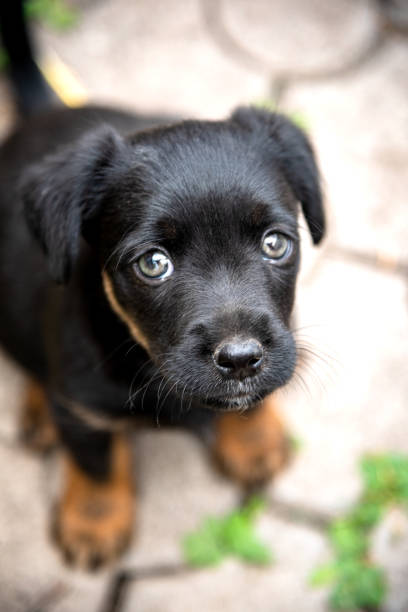 istock A puppy of the jagdterrier breed looking into the camera 1266818059