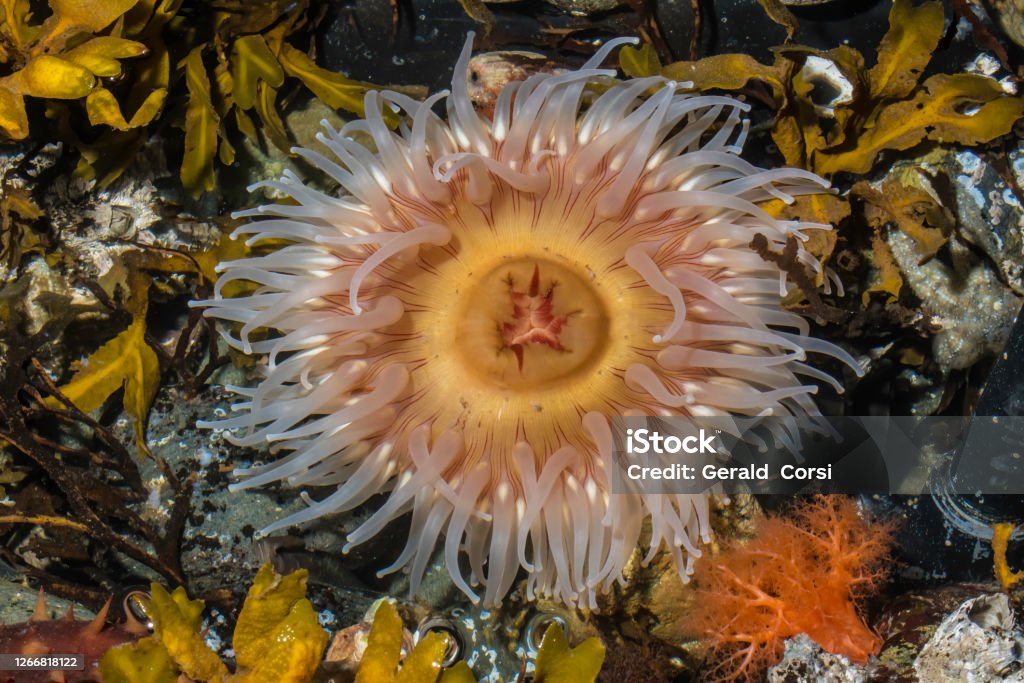 Urticina piscivora, common names fish-eating anemone and fish-eating urticina, is a northeast Pacific species of sea anemone in the family Actiniidae. Sitka, Alaska. Alaska - US State Stock Photo