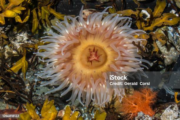 Urticina Piscivora Common Names Fisheating Anemone And Fisheating Urticina Is A Northeast Pacific Species Of Sea Anemone In The Family Actiniidae Sitka Alaska Stock Photo - Download Image Now