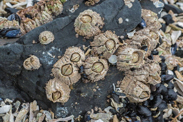 istock Semibalanus cariosus, known as the thatched barnacle, rock barnacle or horse barnacle, is a species of acorn barnacle occurring in the northern Pacific Ocean. Sitka, Alaska. 1266818170