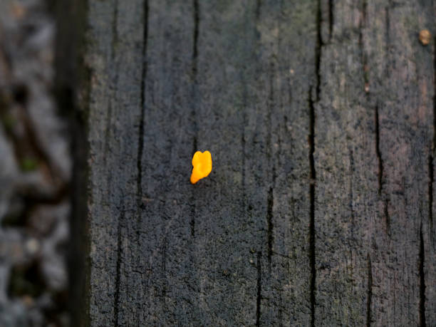 istock A tiny yellow color parasitic plant on a decaying plank 1266818182