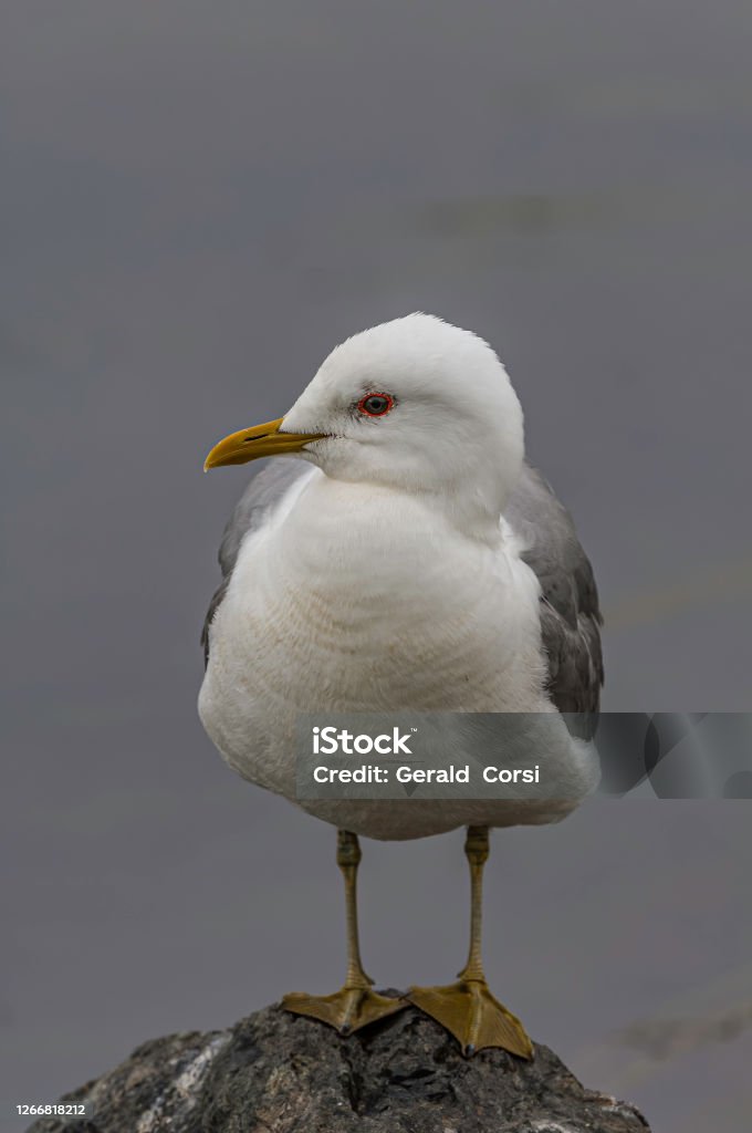Mew Gull, Larus canus, Potter Marsh, Anchorage, Alaska, Family Laridae, white and gray bird. Alaska - US State Stock Photo