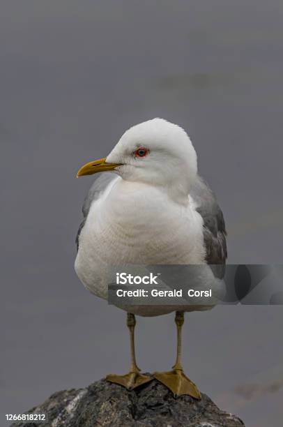 Mew Gull Larus Canus Potter Marsh Anchorage Alaska Family Laridae White And Gray Bird Stock Photo - Download Image Now