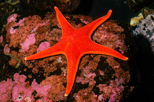 Colorful Spiny Sun Star in the St.Lawrence River in Canada