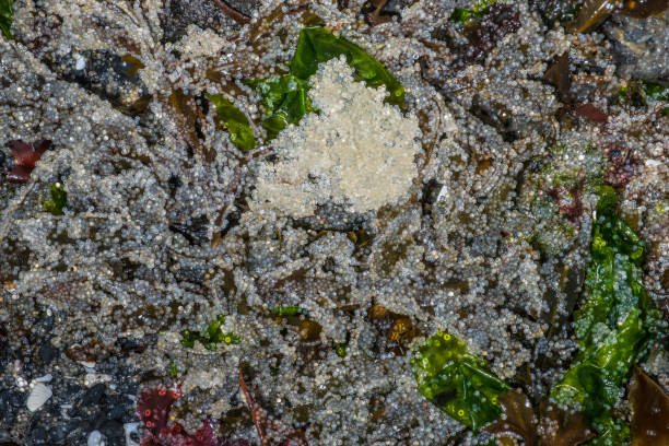 The spawn of Pacific Herring on algae at tideline in Sitka Sound spawning grounds, Alaska. Pacific herring eggs covering the rocks and algae.