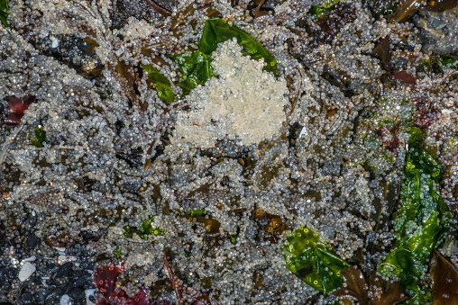 Icelandic stabilized moss in white concrete on wood and white background
