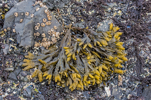 Bladderwrack seaweed (Fucus Vesiculosus) growing on a barnacle encrusted rock at the edge of Luskentyre Beach in the Outer Hebrides, Scotland, UK.